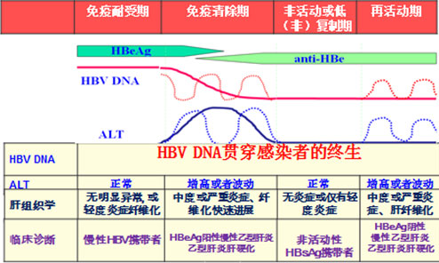 HBV复制情况.jpg